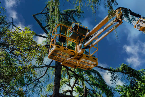 Best Commercial Tree Services  in Borger, TX